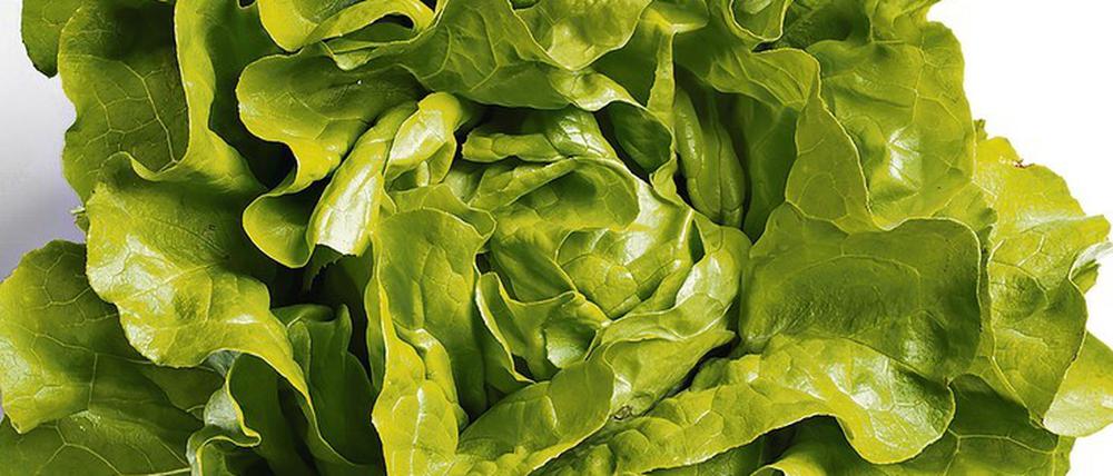 Schwacher Charakter, dennoch beliebt: der Kopfsalat. Auch er wird - wie seine Blattsalat-Geschwister - nur wirklich lecker mit einem guten Dressing.