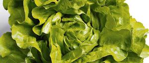 Schwacher Charakter, dennoch beliebt: der Kopfsalat. Auch er wird - wie seine Blattsalat-Geschwister - nur wirklich lecker mit einem guten Dressing.