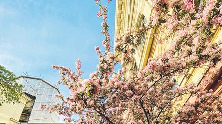 Wo sonst im Frühjahr das Leben tobt, herrscht derzeit gähnende Leere auf dem Campus. Doch das täuscht: Die Universität ist ins Digitalsemester gestartet – mit 4 000 Zoom-Meetings und 81 000 Teilnahmen.