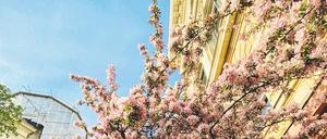 Wo sonst im Frühjahr das Leben tobt, herrscht derzeit gähnende Leere auf dem Campus. Doch das täuscht: Die Universität ist ins Digitalsemester gestartet – mit 4 000 Zoom-Meetings und 81 000 Teilnahmen.