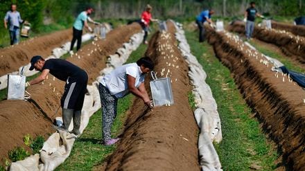 Ohne migrantische Arbeitskräfte bliebe der Spargel im Boden. 