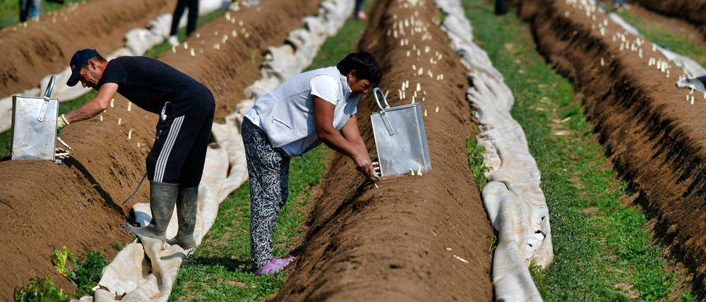 Ohne migrantische Arbeitskräfte bliebe der Spargel im Boden. 