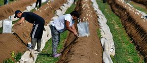 Ohne migrantische Arbeitskräfte bliebe der Spargel im Boden. 