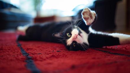 Gesunde Katzen brauchen den richtigen Nährstoffmix beim Futter.