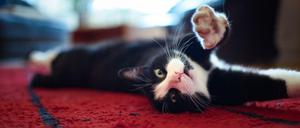 Gesunde Katzen brauchen den richtigen Nährstoffmix beim Futter. 