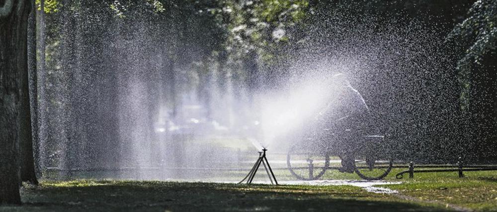 Infolge des Klimawandels bringt der Frühling nicht mehr so viel Regen wie in früheren Jahren. Die Bäume verlieren an Kraft.