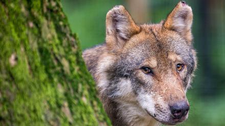 Ein Wolf schaut hinter einem Baum hervor.