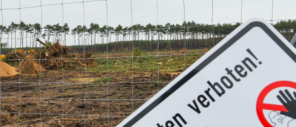 Gerodeter Kiefernwald auf der Baustelle für die Tesla-Fabrik in Grünheide im Februar.