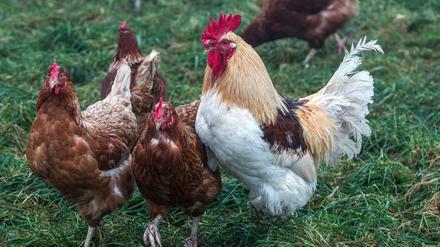 Haben Hahn und Henne sich getrennt? Ahmet Refii Dener antwortet. 