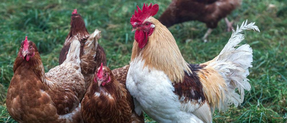 Haben Hahn und Henne sich getrennt? Ahmet Refii Dener antwortet.