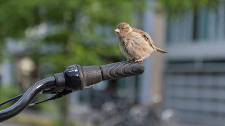 Stadtbewohner mit Federn. Auch Spatzen werden erfasst.