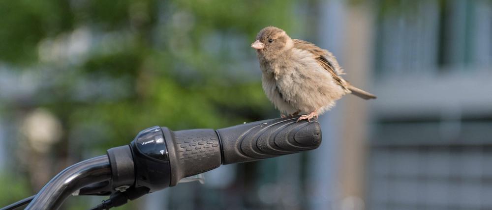 Stadtbewohner mit Federn. Auch Spatzen werden erfasst.