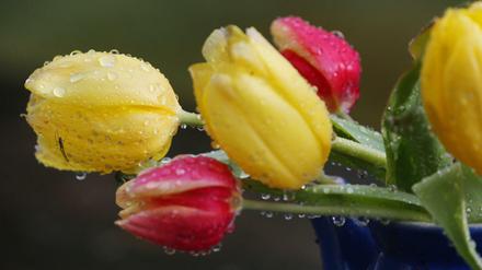 Nach dem sonnigen Wochenende folgt eine Abkühlung – mit Regen und durchwachsenem Wetter.