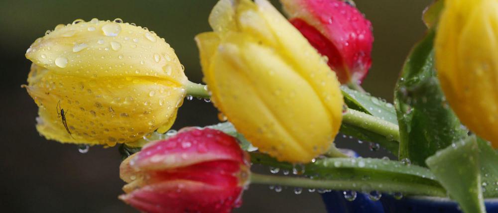 Nach dem sonnigen Wochenende folgt eine Abkühlung – mit Regen und durchwachsenem Wetter.