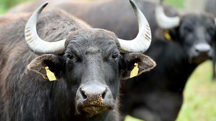 Tierische Begegnung: Wasserbüffel wurden in Oberhavel gesichtet.