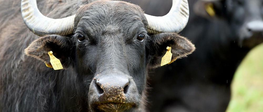 Tierische Begegnung: Wasserbüffel wurden in Oberhavel gesichtet.