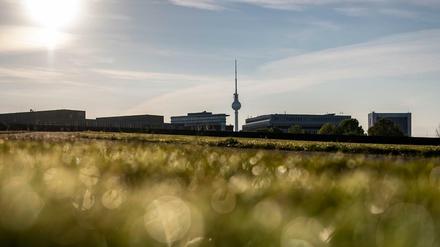 Wassertropfen leuchten auf einer Wiese im Regierungsviertel im Sonnenlicht (Symbolbild).