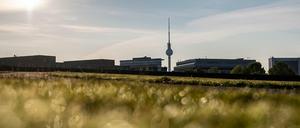 Wassertropfen leuchten auf einer Wiese im Regierungsviertel im Sonnenlicht (Symbolbild).