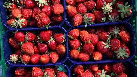 Erste Erdbeeren aus der Region, die unter Folie heranwachsen, wird es voraussichtlich ab dieser Woche geben.