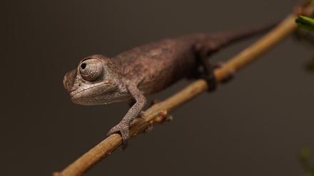 Eines der Ende April geschlüpften Panther-Chamäleons - noch grau-braun, bald bunt.