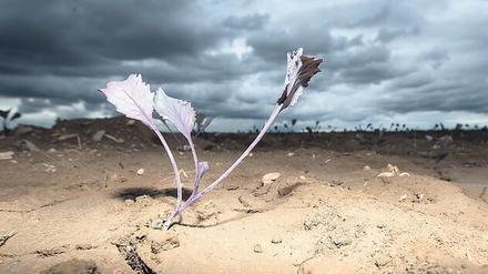 Dürre in Deutschland. Die Landwirtschaft leidet zunehmend unter dem Klimawandel. Der Boden bricht auf.