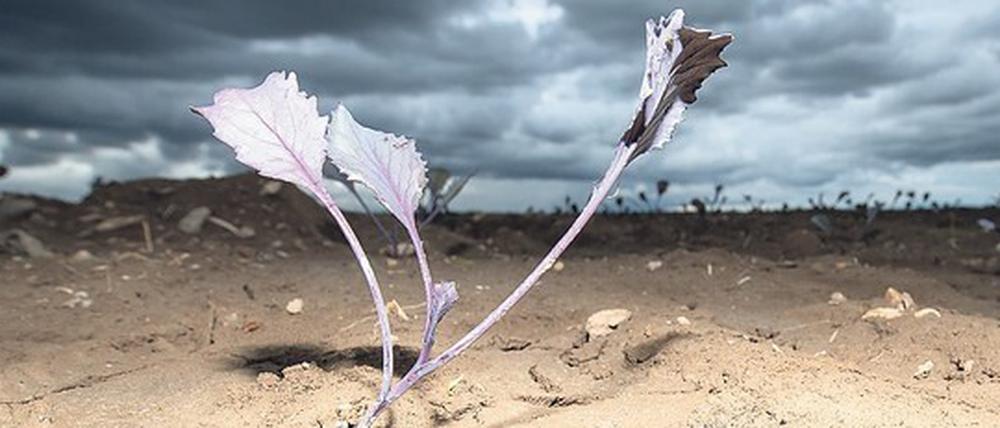 Dürre in Deutschland. Die Landwirtschaft leidet zunehmend unter dem Klimawandel. Der Boden bricht auf.