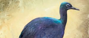 Scheinbar. So könnte Calciavis geschimmert haben.