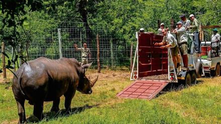 Ein Nashorn wird von Rangern auf einen Transporter gelockt.