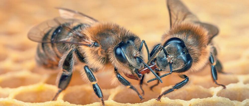 Beeindruckendes Sozialverhalten. Eine Tankerbiene gibt einer erschöpften Heizerbiene einen Honigkuss.
