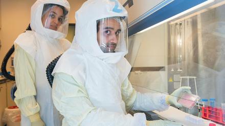 Wissenschaftler zeigen eine Multiwellplatte mit vom Coronavirus infizierten Zellkulturen in einem Labor der biologischen Sicherheitsstufe 3 (Hochsicherheitslabor) im Helmholtz-Zentrum für Infektionsforschung HZI.