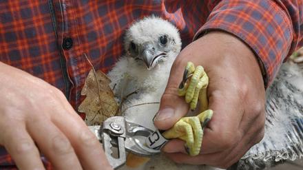 Silvio Herold vom Arbeitskreis Wanderfalkenschutz e.V. beringt einen jungen Wanderfalken (Falco peregrinus) im Sauener Forst. 