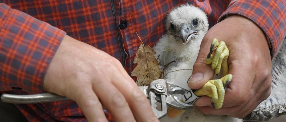 Silvio Herold vom Arbeitskreis Wanderfalkenschutz e.V. beringt einen jungen Wanderfalken (Falco peregrinus) im Sauener Forst. 