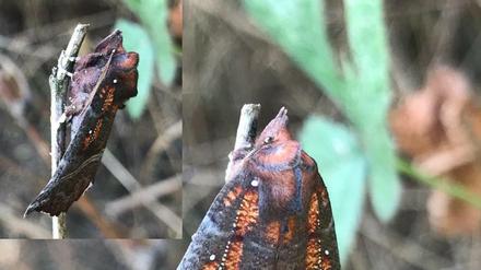 Ist zwar keine Eule, hat aber Zacken: Die Zackeneule, Scoliopteryx libatrix, kann zudem auch etwas, was ihre Namenscousine aus der Klasse der Vögel nicht drauf hat: Blüten bestäuben.