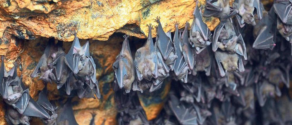 Gedrängt gehängt. In Fledermäusen kursieren Coronaviren, die Sars-CoV-2 ähneln, und auch Vorläufer des Ebola-Virus wurden bei ihnen gefunden. 