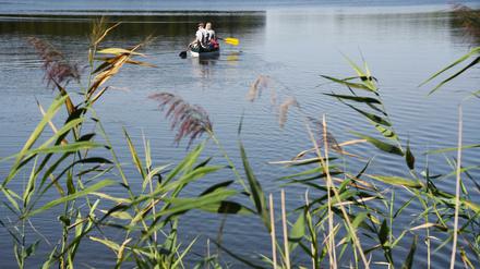 Die Schilfgürtel an den Brandenburger Seen sind für das ökologische Gleichgewicht und sehr viele Tierarten extrem wichtig.