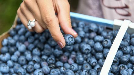 Lieber aus der Frucht: Vitamine werden am besten aufgenommen, wenn man sie über das Essen zu sich nimmt, wie diese Heidelbeeren aus Brandenburg.