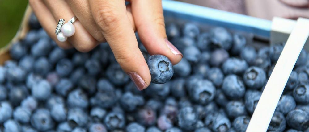 Lieber aus der Frucht: Vitamine werden am besten aufgenommen, wenn man sie über das Essen zu sich nimmt, wie diese Heidelbeeren aus Brandenburg.