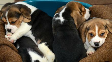 Der Handel mit illegal einführten Hundewelpen ist verbreitet. Die Polizei warnt.