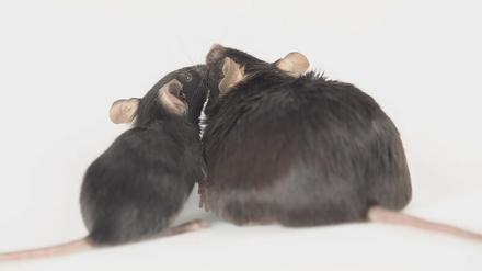 Erstmal die Maus fragen: Nager, bei denen das ALK-Gen deaktiviert war, blieben bei hochkalorischem Futter dünn. Und Mäuse, bei denen die Herstellung des Proteins im Hypothalamus unterdrückt wurde, zeigten eine höhere Fettverbrennung (Symbolbild).