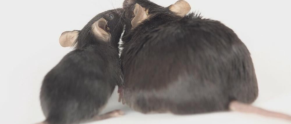 Erstmal die Maus fragen: Nager, bei denen das ALK-Gen deaktiviert war, blieben bei hochkalorischem Futter dünn. Und Mäuse, bei denen die Herstellung des Proteins im Hypothalamus unterdrückt wurde, zeigten eine höhere Fettverbrennung (Symbolbild).