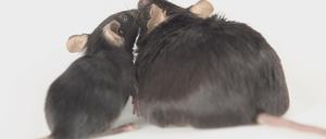Erstmal die Maus fragen: Nager, bei denen das ALK-Gen deaktiviert war, blieben bei hochkalorischem Futter dünn. Und Mäuse, bei denen die Herstellung des Proteins im Hypothalamus unterdrückt wurde, zeigten eine höhere Fettverbrennung (Symbolbild).