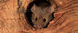 Ungebeten und erfolgreich. Die Hausmaus Mus musculus.