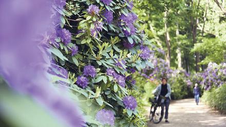 Farbexplosion. Der Rhododendronhain steht im Mai in voller Blüte, also nichts wie hin da.