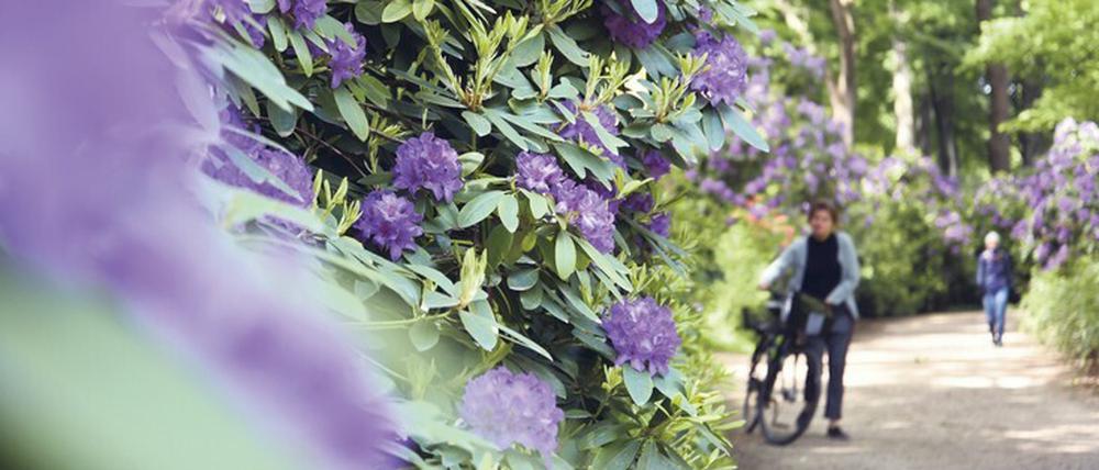 Farbexplosion. Der Rhododendronhain steht im Mai in voller Blüte, also nichts wie hin da.