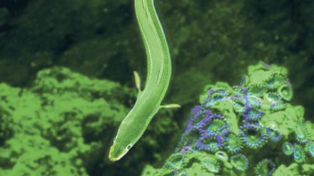 Fluoreszierendes Wunderwesen. Der japanische Aal, von Fachleuten Anguilla japonica genannt.
