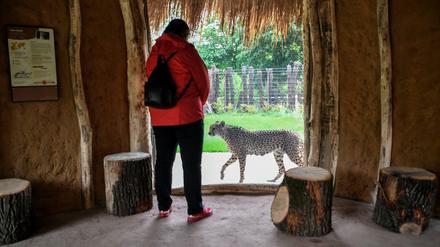 Eine junge Frau betrachtet den Geparden "Rufa" in seinem neuen Gehege im Tierpark Berlin.