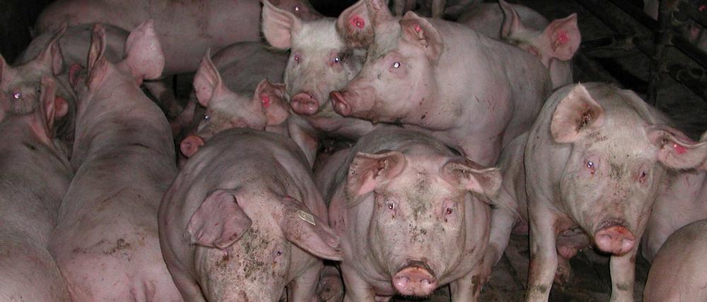 Durch Antibiotika in der Landwirtschaft entstehen multiresistente Keime.