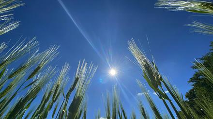 Der Frühling war sehr sonnig und zu trocken.