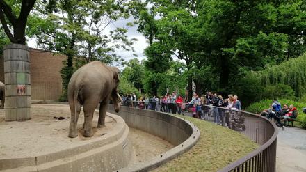 Beim Bewundern der Elefanten fällt es sichtlich schwer, die Abstandsregeln einzuhalten.