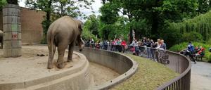 Beim Bewundern der Elefanten fällt es sichtlich schwer, die Abstandsregeln einzuhalten.